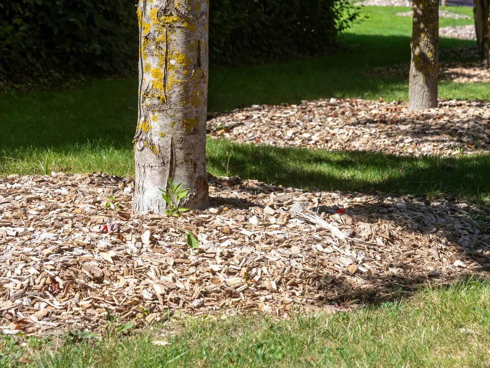 Arbres plantés dans un espace vert par notre entreprise paysagiste