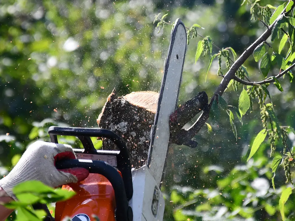 Coupe de branches d'arbre par nos paysagistes élagueurs