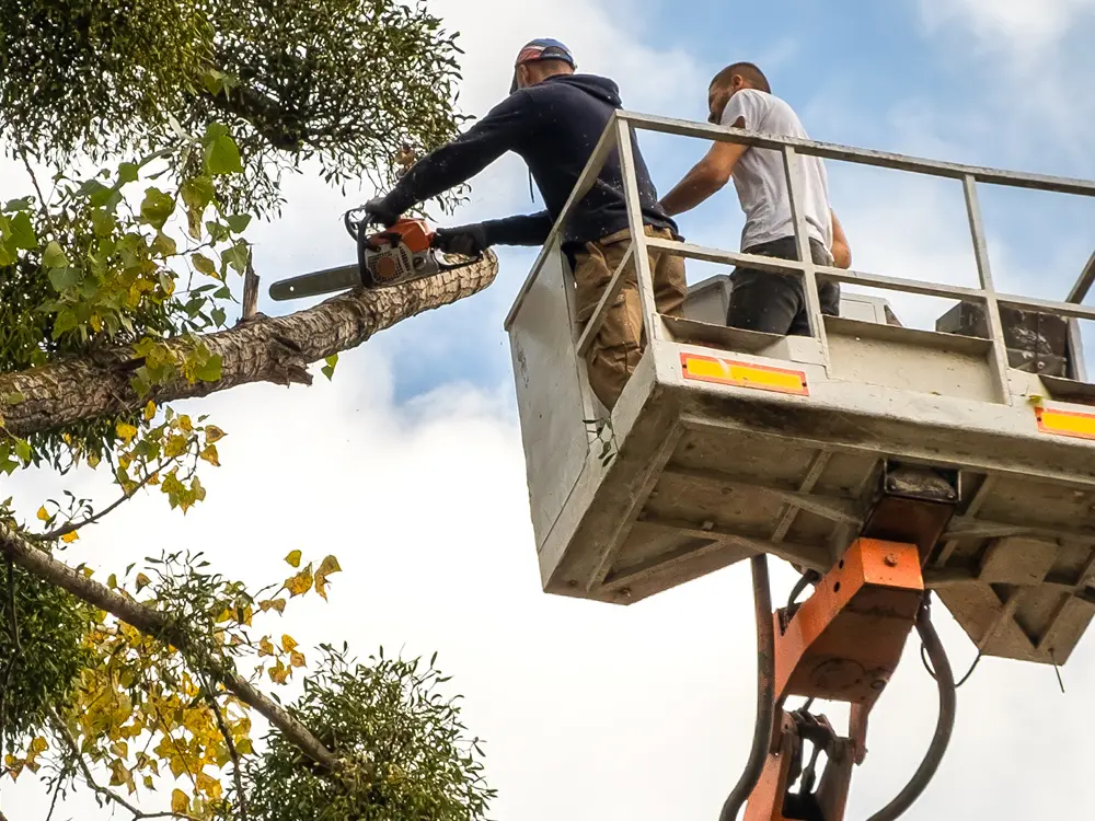 Élagage d'un grand arbre par nos paysagistes au moyen d'une grue élévateur