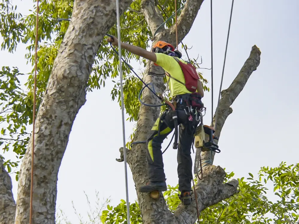 Élagueur professionnel en train de couper la cime d'un arbre