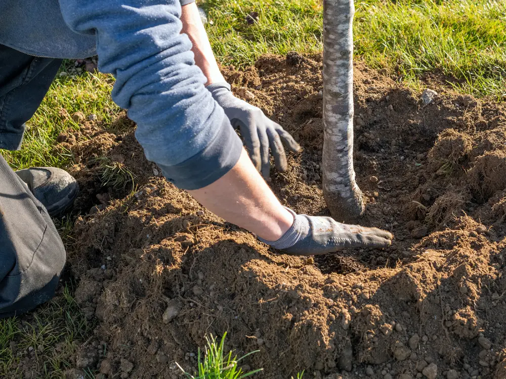 Paysagiste en train de planter un arbre dans un jardin privé
