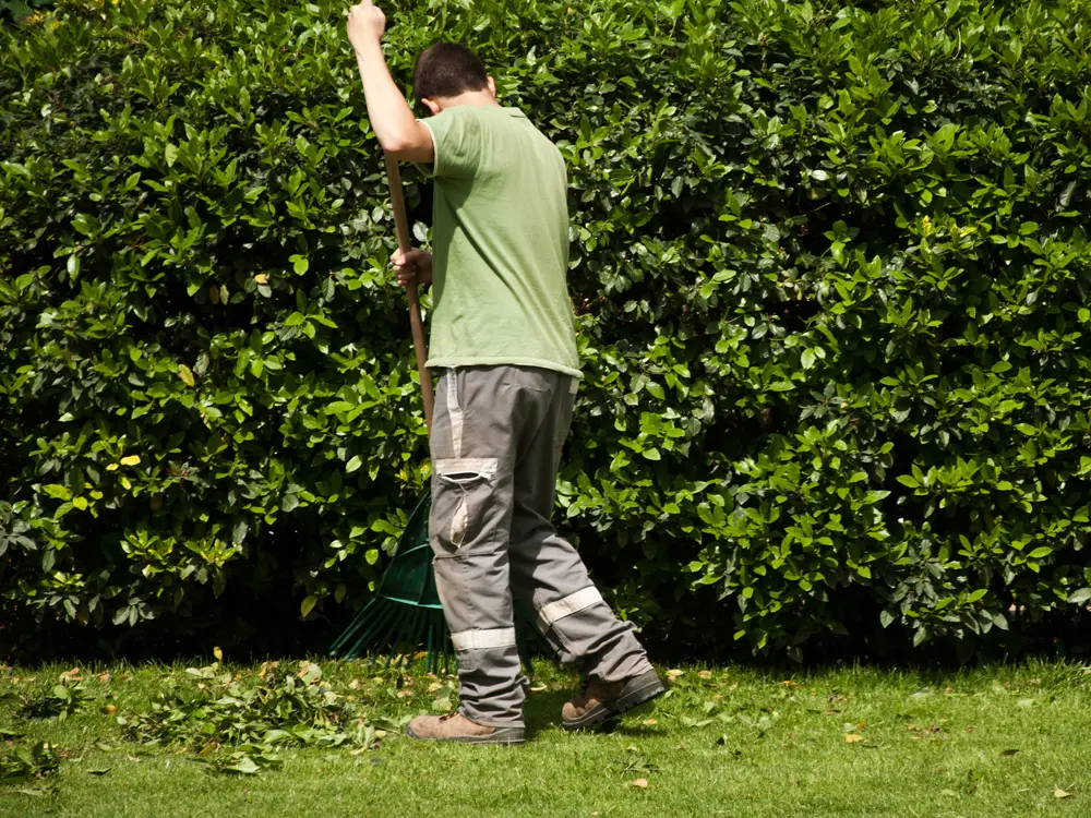 Ramassage de feuilles par nos jardiniers paysagistes