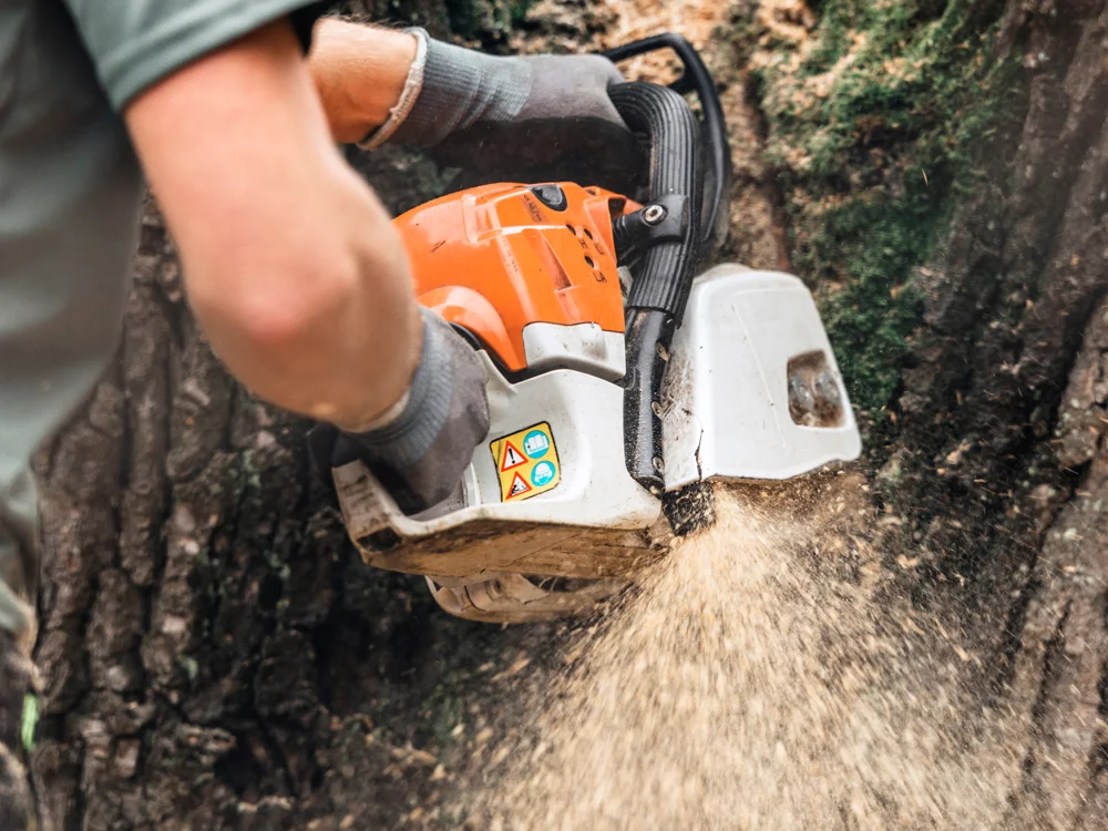 Service d'abattage d'arbres par Tardivel Paysage