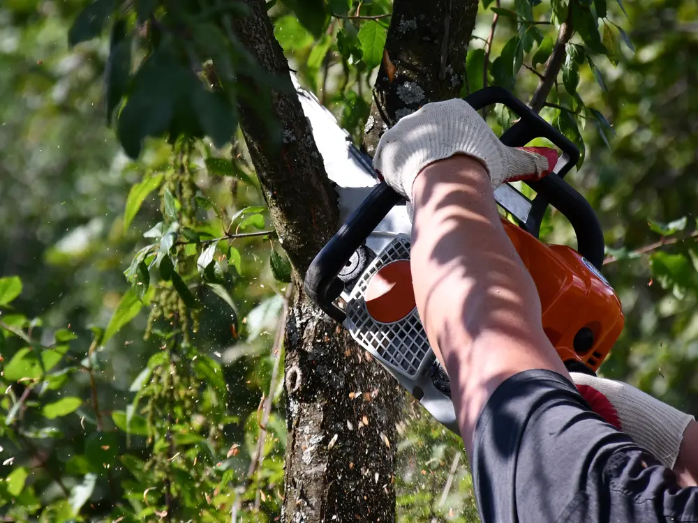 Service d'élagage par notre entreprise paysagiste
