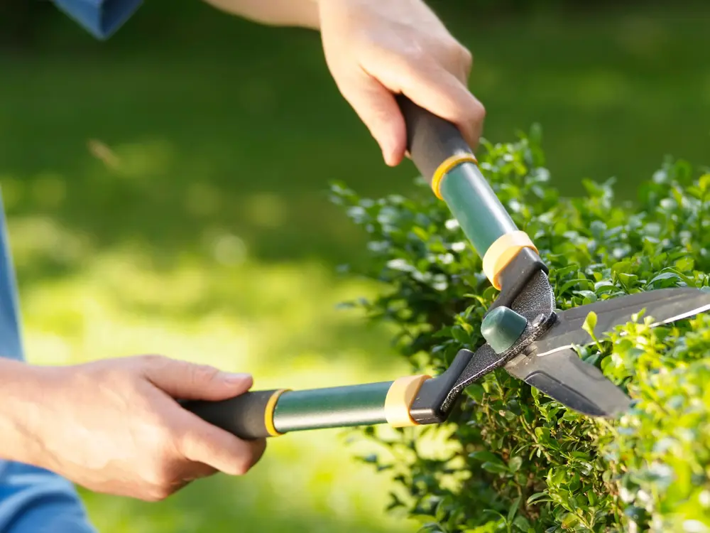 Service de taille de haie par notre entreprise paysagiste