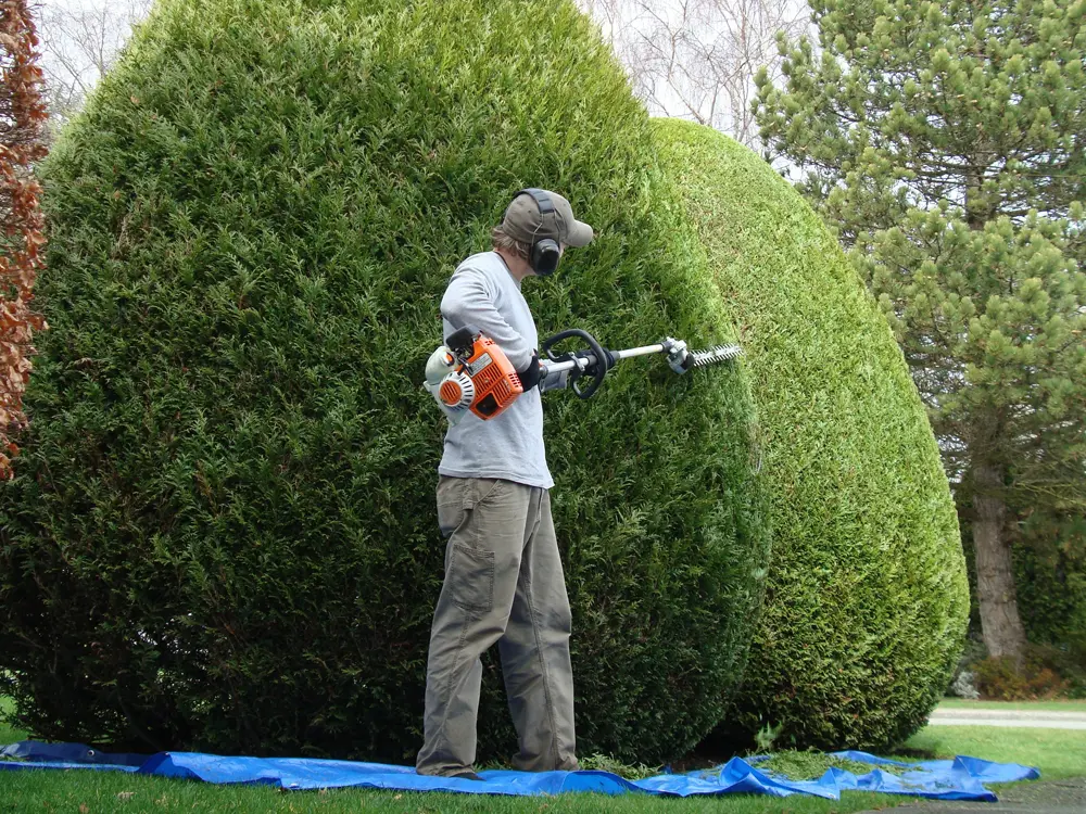 Taille d'un arbuste décoratif par nos jardiniers paysagistes