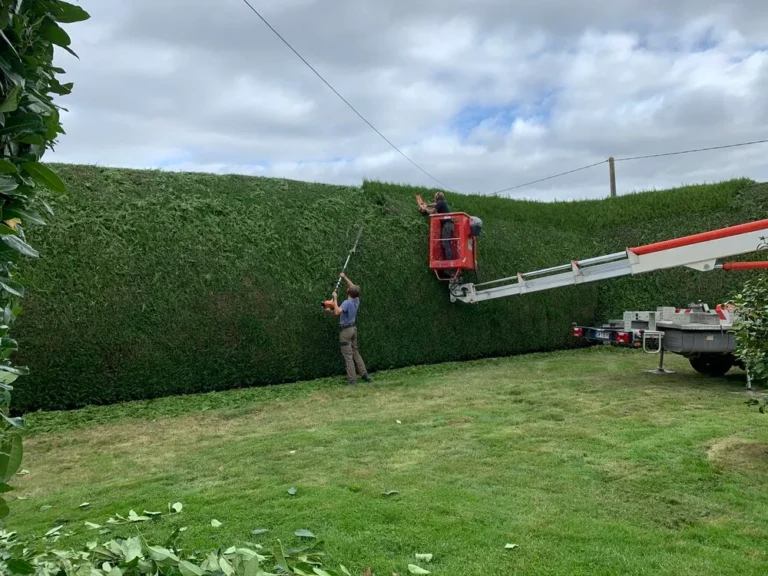 Opération de taille d'une grande haie à Plessala