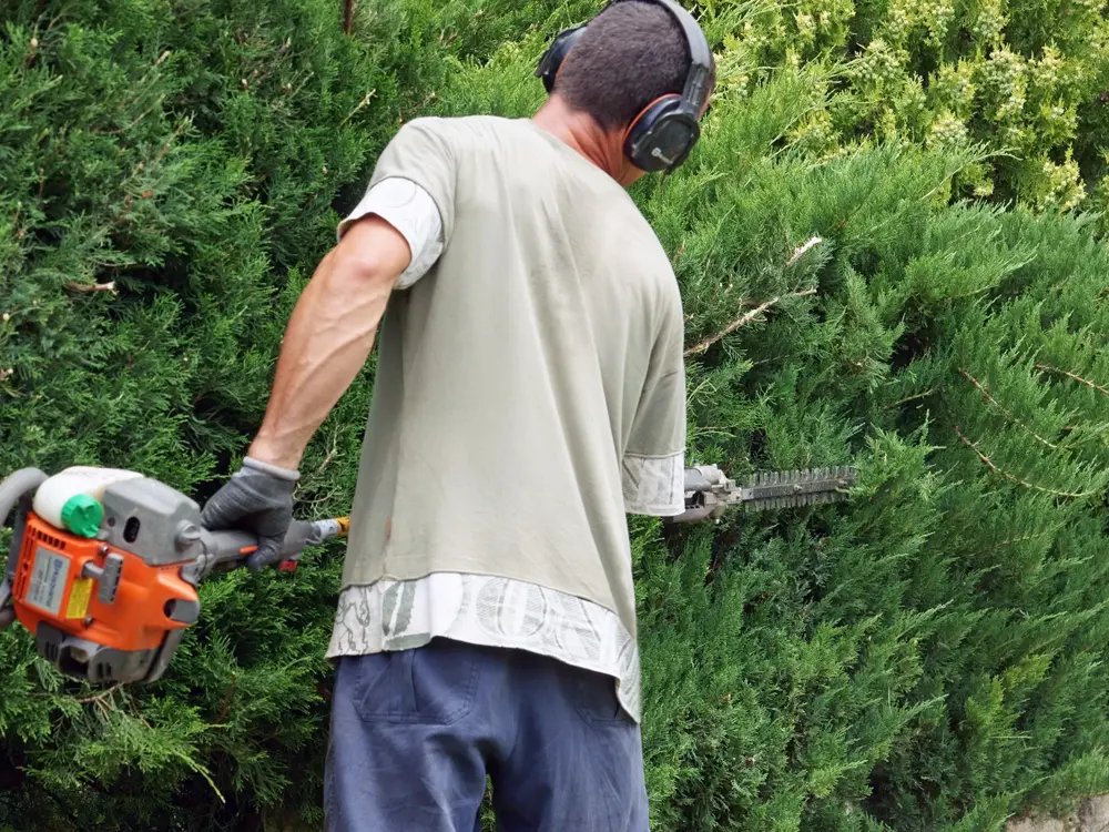 Paysagiste en train de tailler une haie dans un jardin