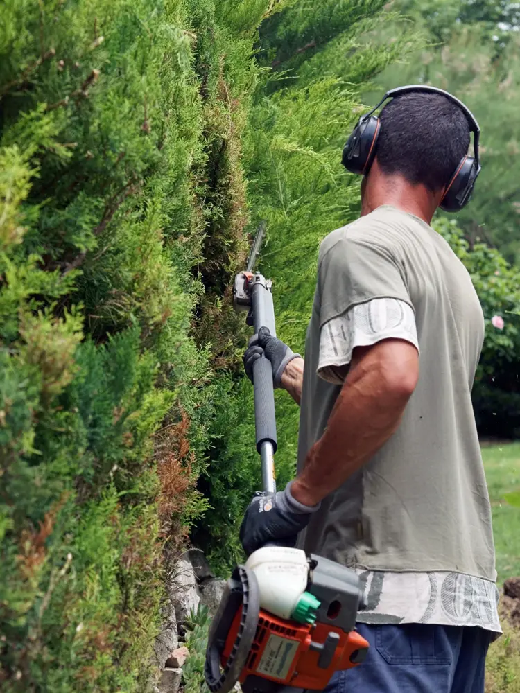 Taille d'une haie de jardin par nos jardiniers paysagistes